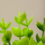 Mini Vasinho com Eucalipto Artificial: Toque Verde Instantâneo! - imagem 2