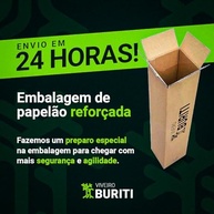 Muda De Abacate Avocado Já Enxertado - Produz Rápido - imagem 4