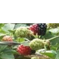 ja-maiores-frutos-gigante-amora-sementes