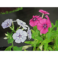 Sementes de Beijos (Phlox drummondii): Cultive Cor e Beleza no Seu Jardim - imagem 1