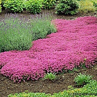 jardim-seu-para-resistencia-e-beleza-roxa-grama-sementes-1000