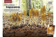 jardins-edicao-revista-427-a-flora-natureza-portateis-segredos-e-da-a