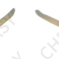Kit Deusa Grega: Tiara Folhas Finas + Bracelete - imagem 1