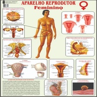Kit Corpo Humano Reprodutor Feminino e Masculino - Mapa Educativo para Ginecologia e Urologia - imagem 3
