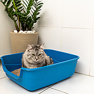limpeza-e-conforto-grande-gatos-para-areia-de-caixa