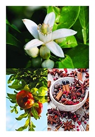 magicos-365-a-e-plantas-das-guia-poderes-folhas-a-seus-de-completo-magia-a