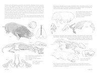 Anatomia Artística 9: Mamíferos - Guia Completo de Morfologia Comparada para Artistas - imagem 5