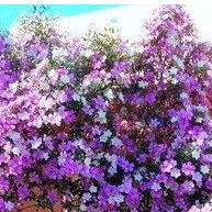 Manacá da Serra: 100 Sementes para Flores Deslumbrantes! - imagem 1