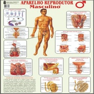 Kit Corpo Humano Reprodutor Feminino e Masculino - Mapa Educativo para Ginecologia e Urologia - imagem 4