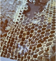 Favo de mel Natural - Florada Silvestre Sul de Minas Bandeja 500g - imagem 3