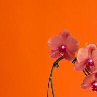 Adubo NPK 04-14-08: Floresçam Mais e Frutifiquem Melhor - imagem 2