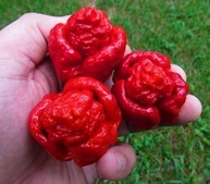 Pimenta Trinidad Scorpion em Macerada 100ml - Fogo Mineiro - imagem 3