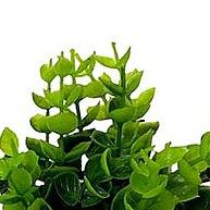 Mini Vasinho com Eucalipto Artificial: Toque Verde Instantâneo! - imagem 1