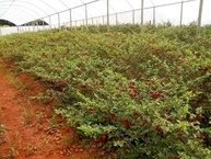 Molho De Pimenta Trinidad Scorpion Original Sem Glúten 15 Ml - imagem 5