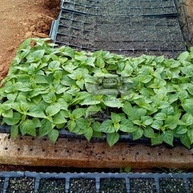 20 Sementes Trinidad Scorpion Moruga Vermelha - imagem 5