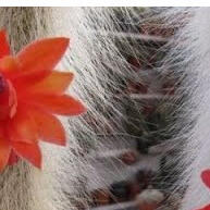 300 Sementes de Cacto Rabo de Macaco Y6 – Crie Suas Próprias Mudas! - imagem 2