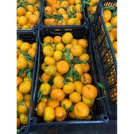 Organizador Hortifruti: Kit 8 Caixas Plásticas Multiuso - imagem 2