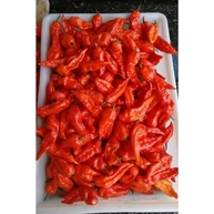 20 Sementes Bhut Jolokia A 3ª Mais Forte Do Mundo Verdadeiras De Assan Índia - imagem 4