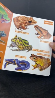 mundo-primeira-anfibios-fascinante-animais-descubra-enciclopedia-a-e-de-minha-repteis-um-a