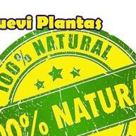 Kit Tintura Nogueira Negra, Cravinho e Absinto 33ml: Elimine Parasitas Naturalmente - imagem 2