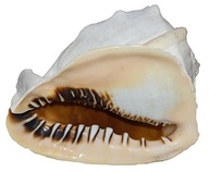 Capacete Queen U.S. Shell 05204: Charme Náutico para Decoração e Eventos - imagem 2