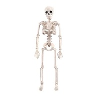 Mini Esqueleto Humano Articulado Newmind - 40 cm Educacional e Decorativo - imagem 2