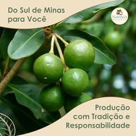 noz-premium-macadamia-selecionada-sal-saudavel-sem-fonte-snack-1kg