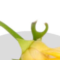 Óleo Essencial Ylang Ylang 10 ml: Relaxamento e Bem-Estar em 10 Segundos - imagem 1