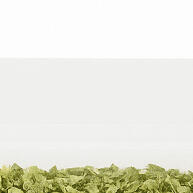 Orégano Peruano Barelle: Puro Sabor e Saúde 🌿 - imagem 1