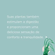 organicos-sonhos-cha-calmante-camomila-iamani-bons-melissa