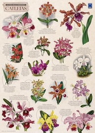 orquideas-a-exclusiva-botanica-arte-poster-catleias-50x70cm-a