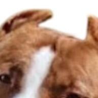 Ovo Maluco: Anti-Stress e Diversão Para Seu Cão! - imagem 1