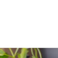 Horta Antidengue: Seu Vaso Autoirrigável P 🌿 - imagem 2