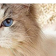 pa-de-limpeza-para-areia-de-repteis-e-gatos-aco-inoxidavel-e-duravel