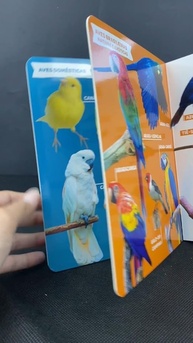 para-minha-primeira-de-mundo-de-passaros-enciclopedia-animais-a-pequenos-exploradores-um-a