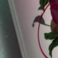 passo-1-em-hidratacao-e-limpeza-phallebeauty-mosqueta-rosa-facial-espuma
