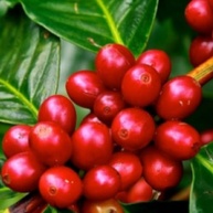 pct-kit-3-em-3-de-200g-graos-especial-sabores-cafe