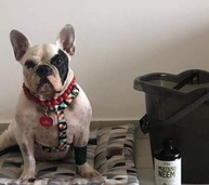 Repelente Natural Neem Pet 450ml - Proteção Eficaz e Segura para Seu Pet - imagem 3