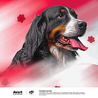 Becordil 5mg: Controle a Pressão do Seu Pet - imagem 2