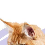 pet-seu-para-diversao-e-relaxamento-cama-e-bolinha-com-gato-arranhador
