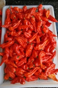 Geleia De Pimenta 30% De Açúcar Demerara 10% De Bhut Jolokia - imagem 4