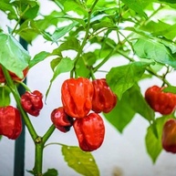 Sementes de Pimenta Valesca (Habanero Vermelha) FELTRIN - imagem 5