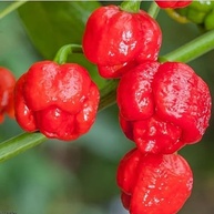 Pimenta Trinidad Scorpion em Macerada 100ml - Fogo Mineiro - imagem 4