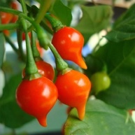Pimenta Biquinho Vermelha em Conserva 350g - Fogo Mineiro - imagem 1