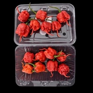 Molho De Pimenta Carolina Reaper Sem Glúten +ardida Do Mundo - imagem 5