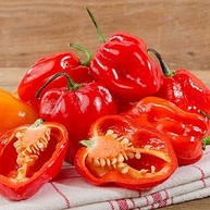 Sementes de Pimenta Valesca (Habanero Vermelha) FELTRIN - imagem 2