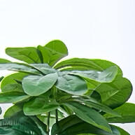 Planta Artificial Schefflera com 12 Ramos e Folhas Grandes – Decore Sem Esforço! - imagem 1