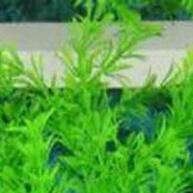 Plantas de Aquário Vívidas: Decoração Realista para Seu Tanque! - imagem 1