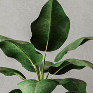 Suporte de Vaso em Madeira 55cm/40cm com Vaso de Plantas - imagem 2