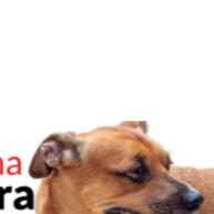 Protetoras de Patas para Cachorro: Proteção Ideal para Pequenos Portes - imagem 2